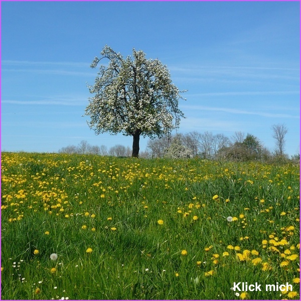 Kräuter